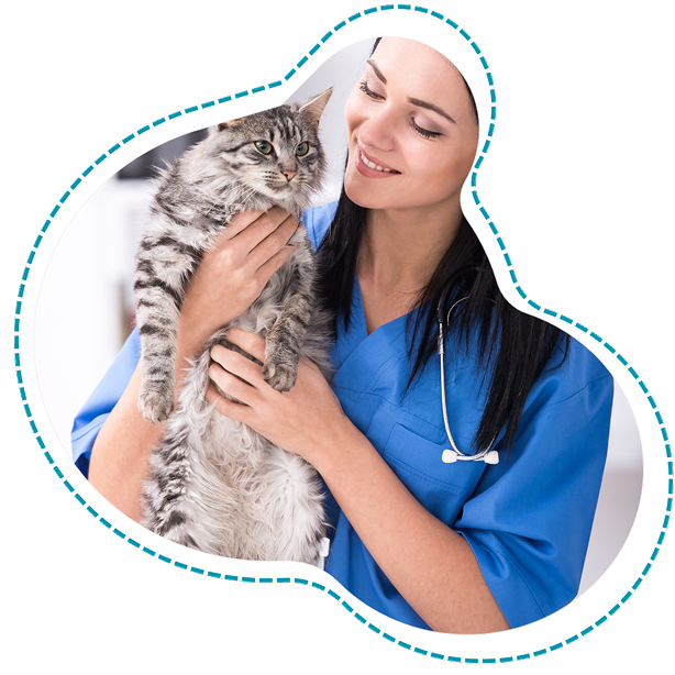 consult vet pic