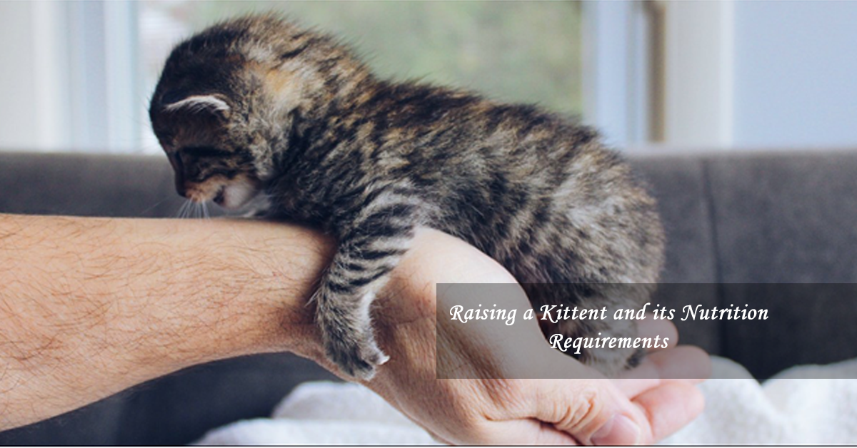 Raising a Kittent and its Nutrition Requirements