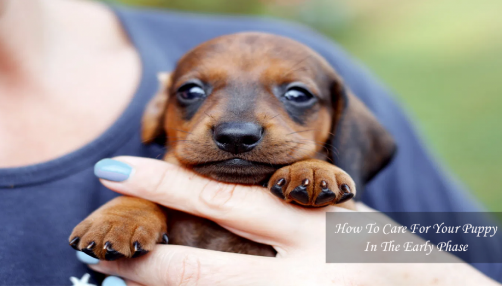 How To Care For Your Puppy In The Early Phase