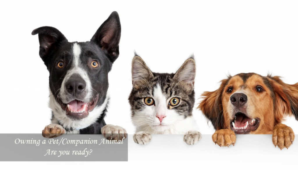 Owning a Pet/Companion animal- Are you ready?